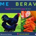 Ferme beravina