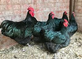 Australorp
