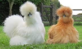 Silkie